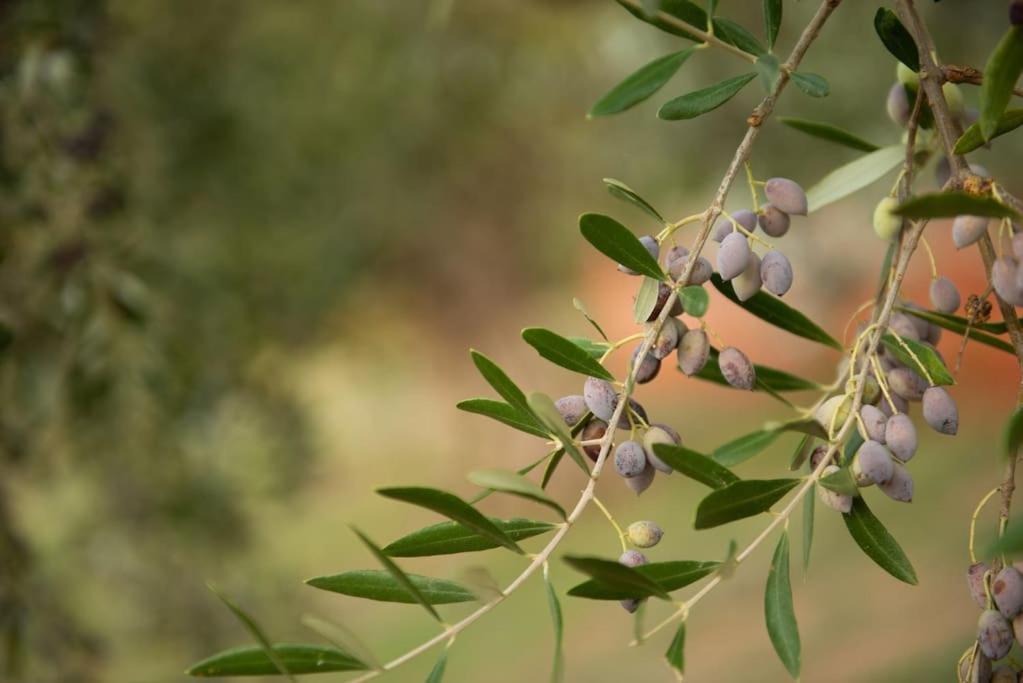 Όμορφο Παραθασυγκρότημα Ενοικιαζόμενων Καταλυμάτων Ως Ολόκληρος Χώρος - Chrani, Ελλάδαλάσσιο Διαμέρισμα Luaran gambar